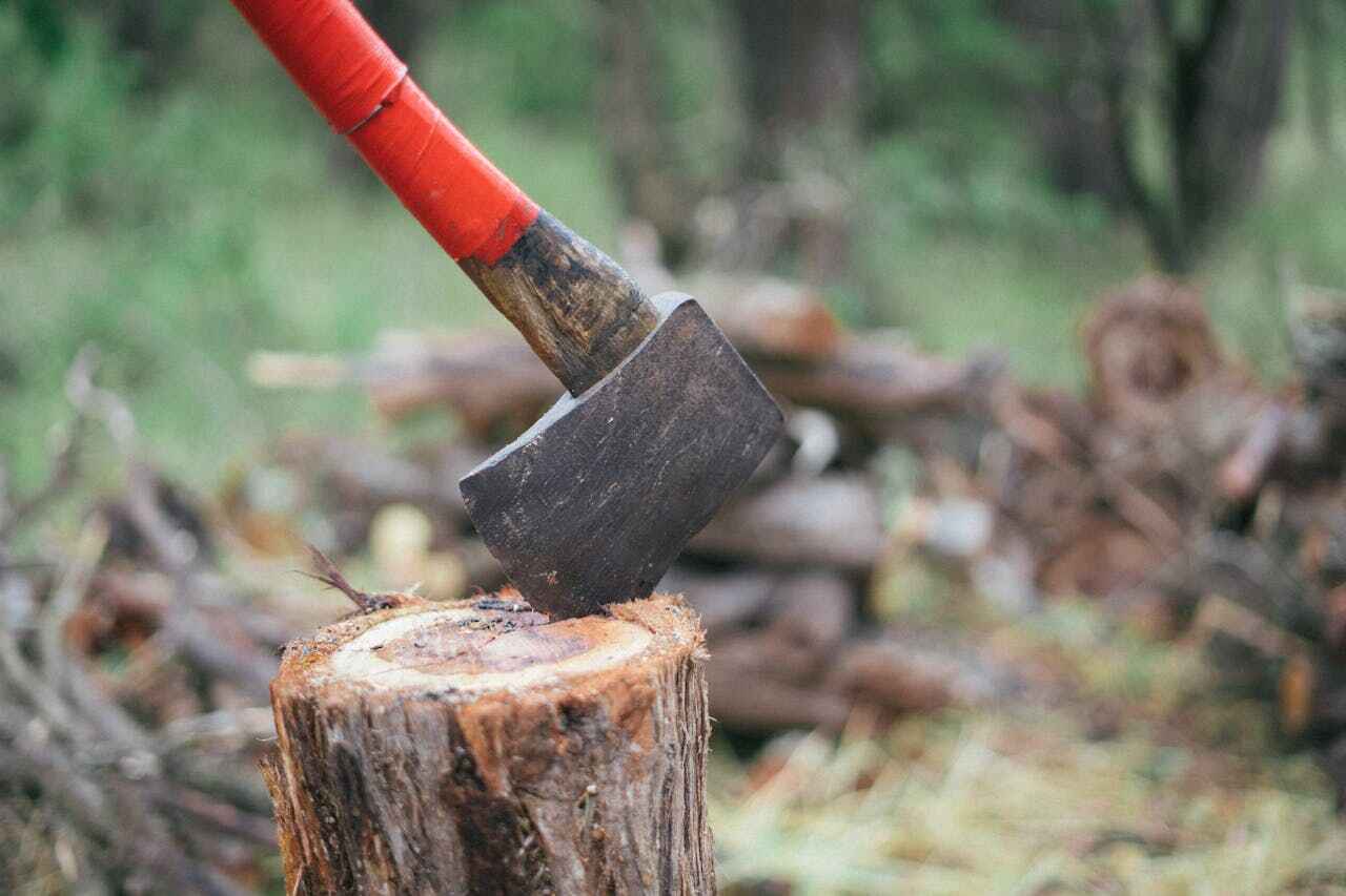 Best Tree Trimming Near Me  in Lake Magdalene, FL